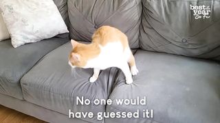 Best Pets of the Year...So Far (2021)