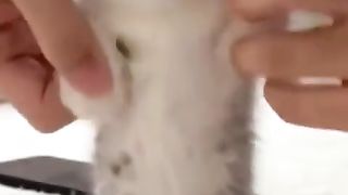 cute kitten with glowing eyes#shorts#funnyvideo #cute #cat#petlover