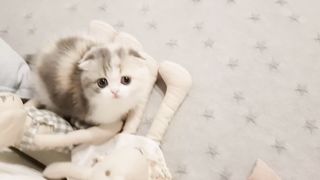 cute kitten videos short leg cat- KimsKennelUS 2