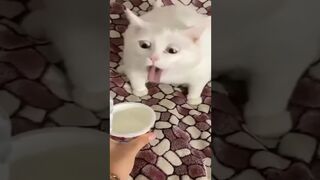 Funny animals ???? ????