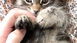 So Cute Cats ♥ Best Funny Cat Videos.