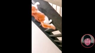 Funny Memes Compilation 111