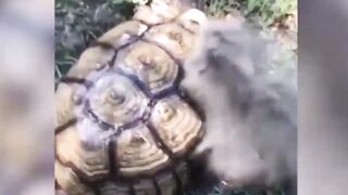 Best Of The 2022 Funny Animal Videos