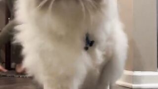 Wonderful #cate 2023 | Funnyvideos