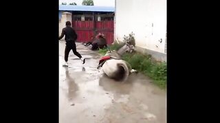 Funny Moments Of The Year Compilation ????????????