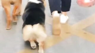 Funniest Animals Videos 2022