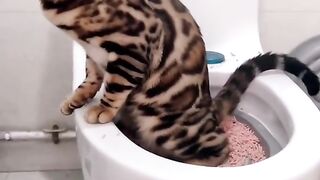 Son FunnyVideos 2023 | #cat #cute