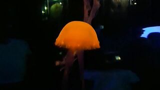 The beauty of Rainbow Jellyfish