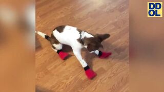 TRY NOT TO LAUGH WATCHING FUNNY DOG VIDEOS - 21