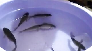 LOL Alert: Cat's First Time Seeing Live Fish [Must-Watch]