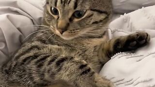 Cutness Overload Funny Videos