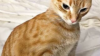 Cutness Overload Funny Videos Cat Compilation