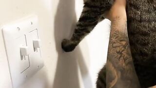 Cutness Cat So Funny Videos Cat Compilation 2023