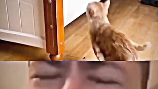 Cat Trends Vidéos 2022 | Top Cat Vital #shorts