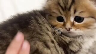 Best Compilation Cat Videos Compilation TikTok