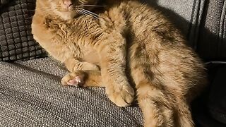 Waw Cuteness Overload Cat 2022 | Best Compilation TikTok