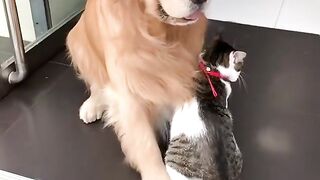 A dog and a cat fell happy together