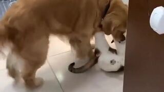 A dog and a cat are friends