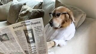 A dog reading newspaper