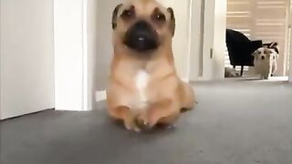 A dog creeping on the floor