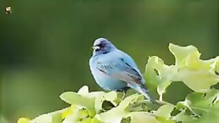 UM PARAÍSO COM PÁSSAROS DE VARIAS ESPECIES | UMA HORA NA FLORESTA