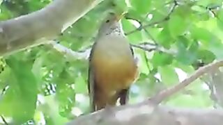 As 10 AVES com CANTOS MAIS BONITOS DO BRASIL | Pássaros brasileiros com cantos maravilhosos