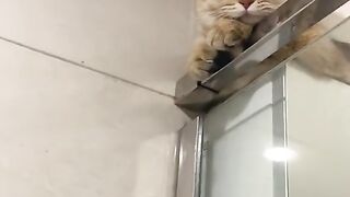 Taking Shower With My Cat Funny Cat.mp4