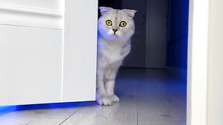 Cat Parents Worst Nighmare Before Christmas