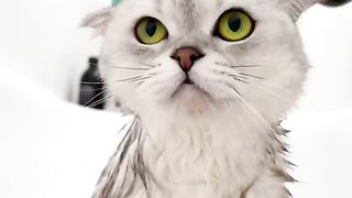 Cat SPA Day, Cat Spa 2023