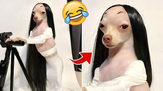 OMG You Will Not Believe These Funny Dog Videos! ????????????