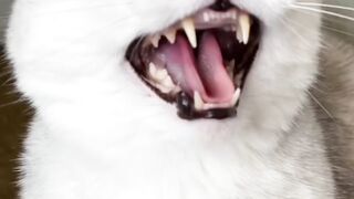 Sonya Cat 2023 So Funny Sonya Cat