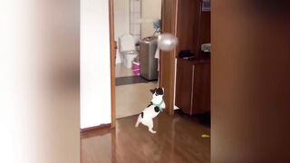 Best funny,cute,very beautiful animal videos