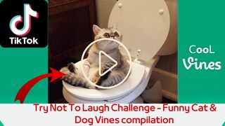Try Not To Laugh Challenge - Funny Cat & Dog Vines compilation
