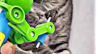 Funny cat