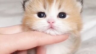 Cat Compilation Part 2
