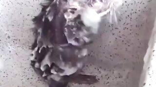 Tikus lagi mandi