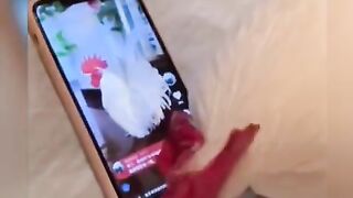 The Best Funny Animals videos 2022 Funniest Cat ???? Best Funny Moment (TiKTok)| Funniest Animals | OMG