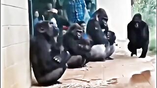 Monyet lagi nunggu ojek