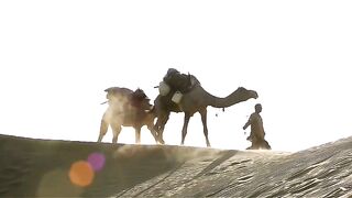 Camels
