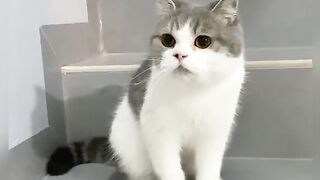 Funny animals video tiktok 2022