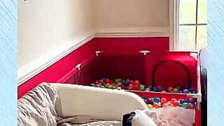 Monkey and Dog Funny jokes