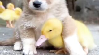 romantic dog and duck