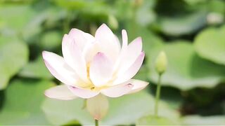 Flower and Frpg