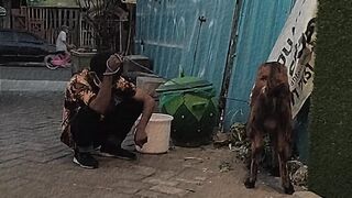 Sad boy with sheep