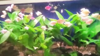 Beautiful fish