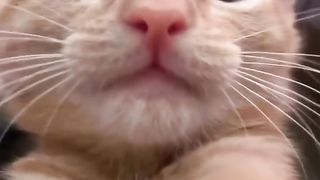 Funniest Cats ???? In The World ???? Funny and Fails Pets Video ???? LOL Latest Funny Cats Videos Best Funny Cats