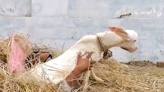 Bakri chor ne kr di games