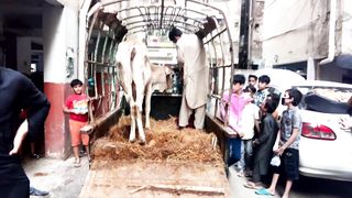dangerous cow unloading
