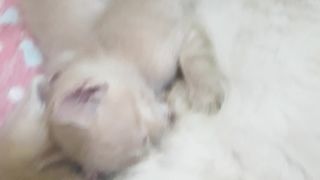 My cat.. kucing lucu bersama anak kucing sedang tidur