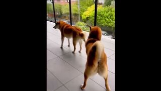 Funny Animal Videos 2023  Best Dogs And Cats Videos ????????